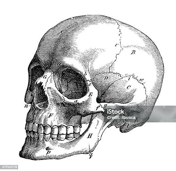 Antique Medical Scientific Illustration Highresolution Skull Profile Stock Illustration - Download Image Now