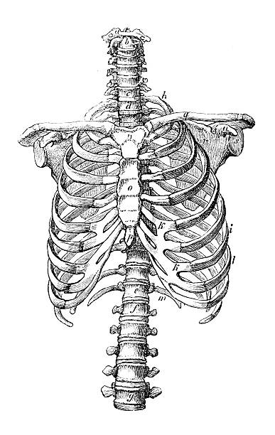 Antique medical scientific illustration high-resolution: rib cage Antique medical scientific illustration high-resolution: rib cage sternum stock illustrations