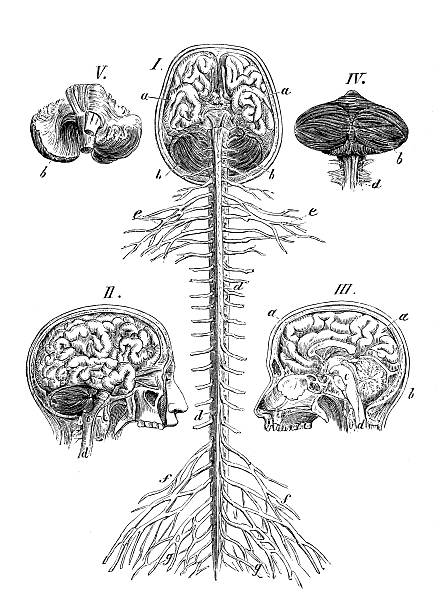 ilustraciones, imágenes clip art, dibujos animados e iconos de stock de anticuario científica médica ilustración de alta resolución: cerebro y la columna - pencil drawing drawing anatomy human bone