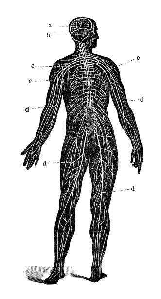 앤틱형 디스트리토 과학적이다 일러스트 고해상도: 신경계 - pencil drawing drawing anatomy human bone stock illustrations