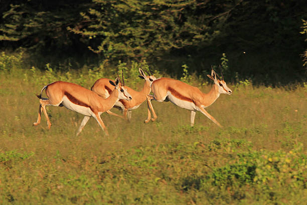 istock Springbok - African Wildlife in Motion and Speed 477451540