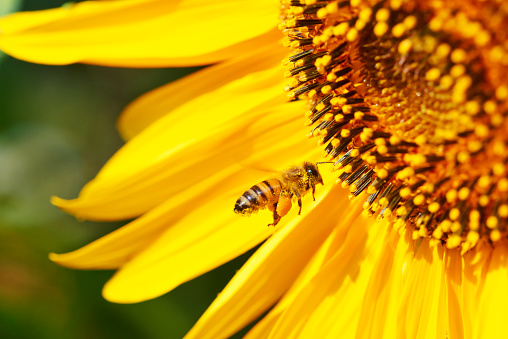 Honeybee with pollen basket flying on sunflower to pick up pollen.