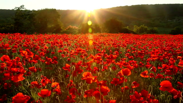 Field of red poppies at sunset