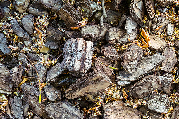 istock Background bark and yellow leaves 477452040