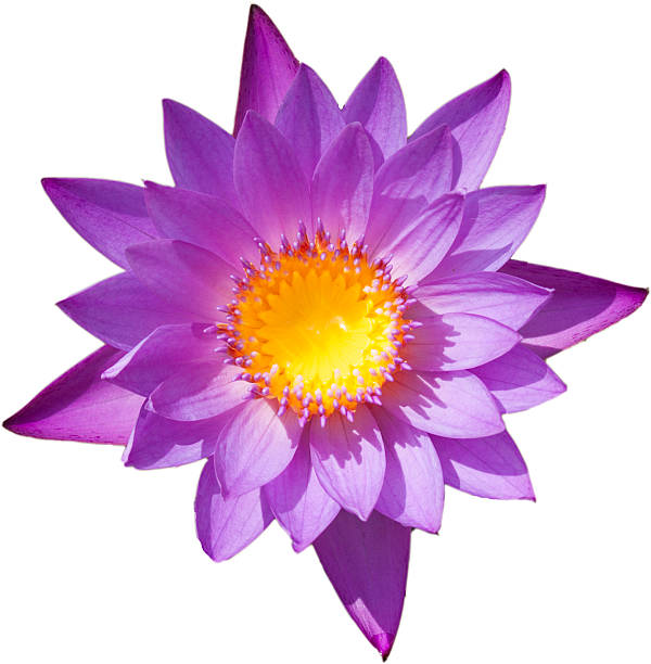 istock lotus flower isolated on white background 477452439