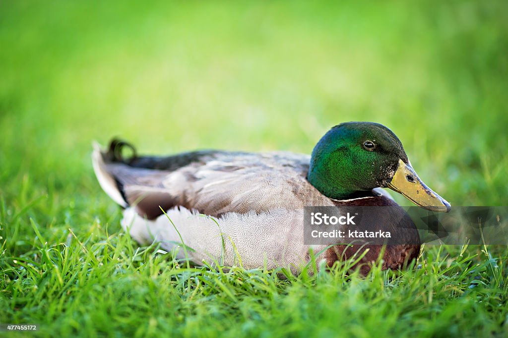 Wild Duck Outdoors Wild Mallard Duck Outdoors 2015 Stock Photo