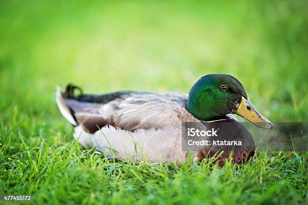 Wild Duck Outdoors Stock Photo - Download Image Now - 2015, Animal, Animal Wildlife