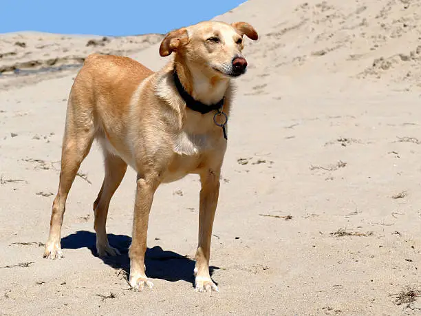 Podenco crossbreed with collar, light nose, short tail on beach