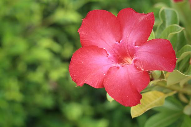 istock Pink flower - Hibiscus flowers 477458850
