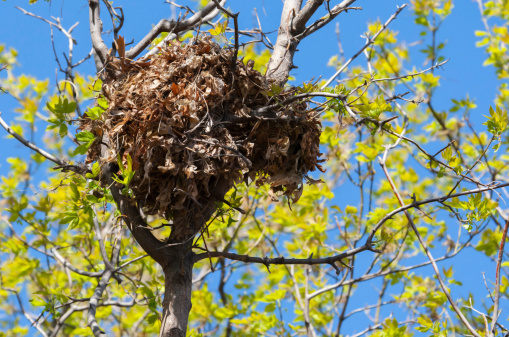 Tree squirrel nest high up in a leafy tree in soft focus