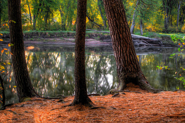 istock landscape of a forest and pond in soft focus 477459611