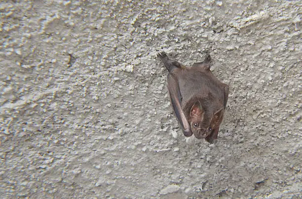 bat resting in choca of house under construction