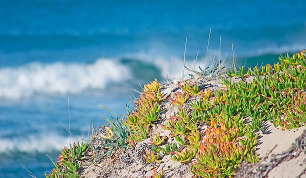 istock karkalla by the sea 477459871