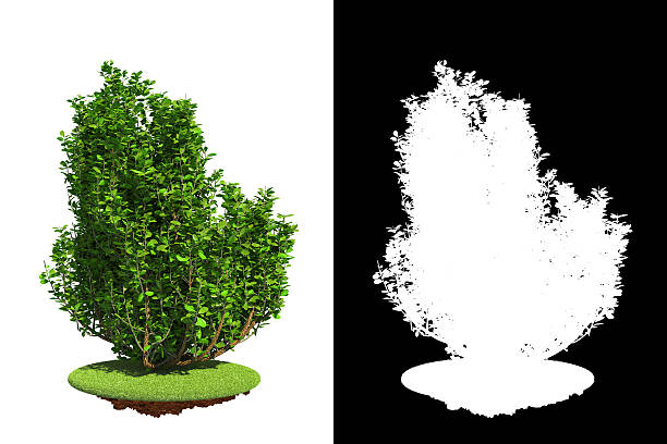 istock Isolated Spring Bush with Detail Raster Mask. 477460197