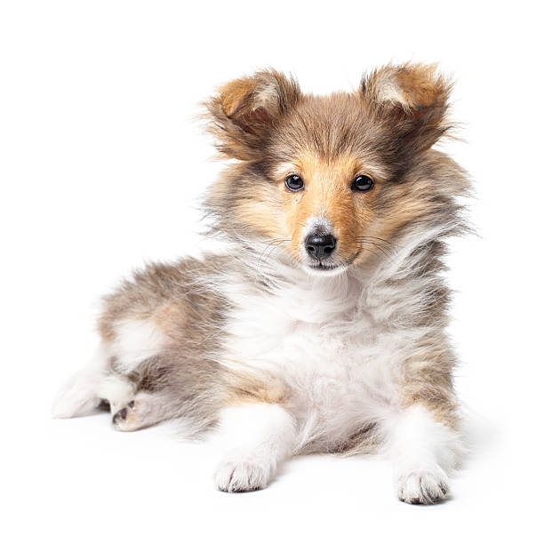 Sheltie puppy isolated on a white background Sheltie puppy isolated on a white background shetland sheepdog stock pictures, royalty-free photos & images