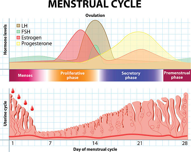 ilustraciones, imágenes clip art, dibujos animados e iconos de stock de menstruales años. endometrio y hormonas - hormona