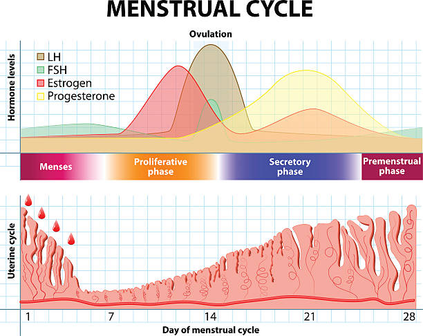Menstrual cycle. endometrium and hormone Menstrual cycle. Menstruation, Follicle phase, Ovulation and Corpus luteum phase. endometrium and hormone female likeness stock illustrations