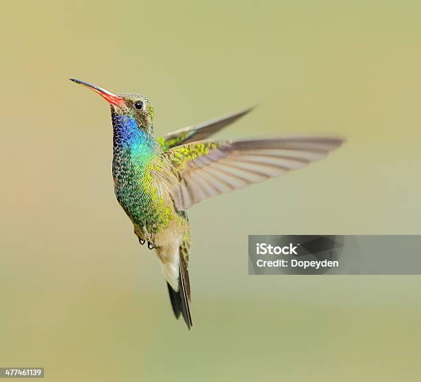 Broad Billed Hummingbird Stock Photo - Download Image Now - Blue, Hummingbird, Animal Markings