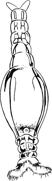 Rotifer Illustration of a rotifer rotifera stock illustrations