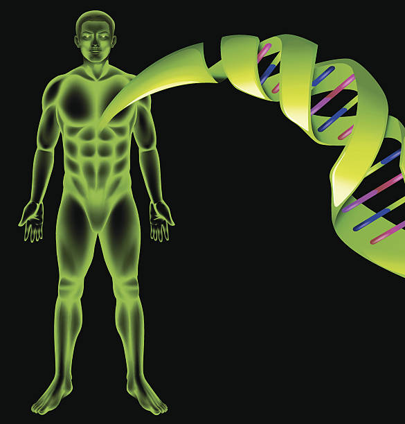 Male Human DNA Illustration showing the male human DNA dna backbone stock illustrations