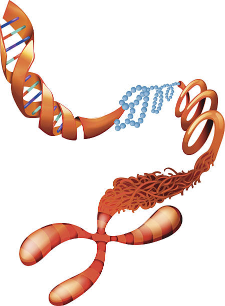 DNA chromosome Illustration showing the DNA chromosome dna backbone stock illustrations
