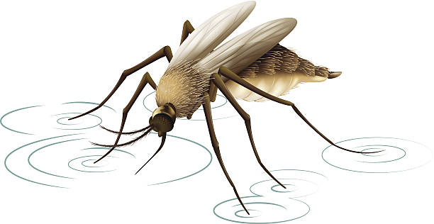 Mosquito Illustration showing a mosquito yellow fever stock illustrations