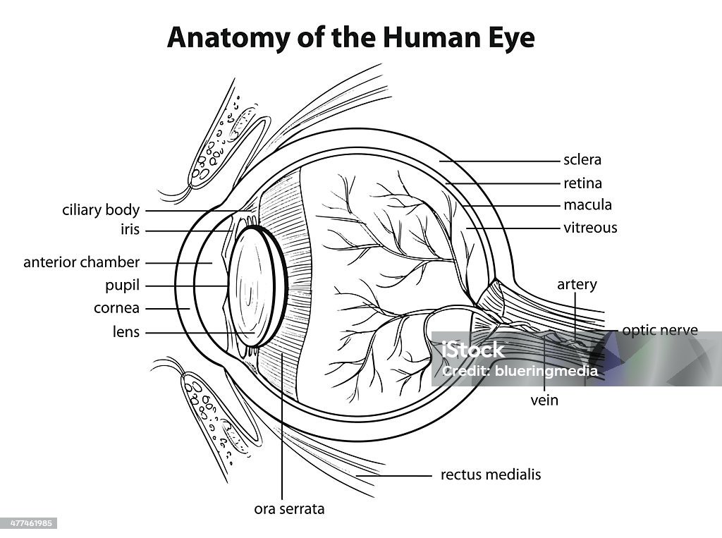 Human eye Illustration showing the human eye Conjunctiva stock vector