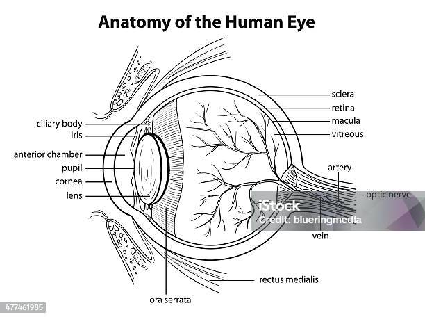 Human Eye Stock Illustration - Download Image Now - Conjunctiva, Anatomy, Anterior Chamber