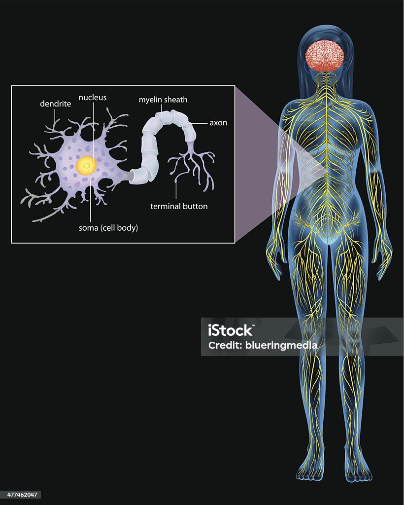 Femme multipolaire - clipart vectoriel de Cellule de Schwann libre de droits