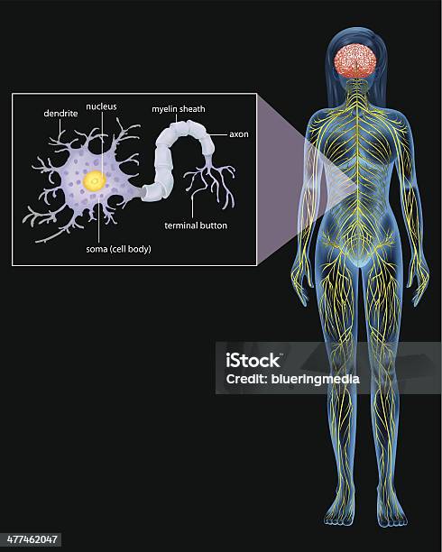 Femme Multipolaire Vecteurs libres de droits et plus d'images vectorielles de Cellule de Schwann - Cellule de Schwann, Anatomie, Appareil de Golgi