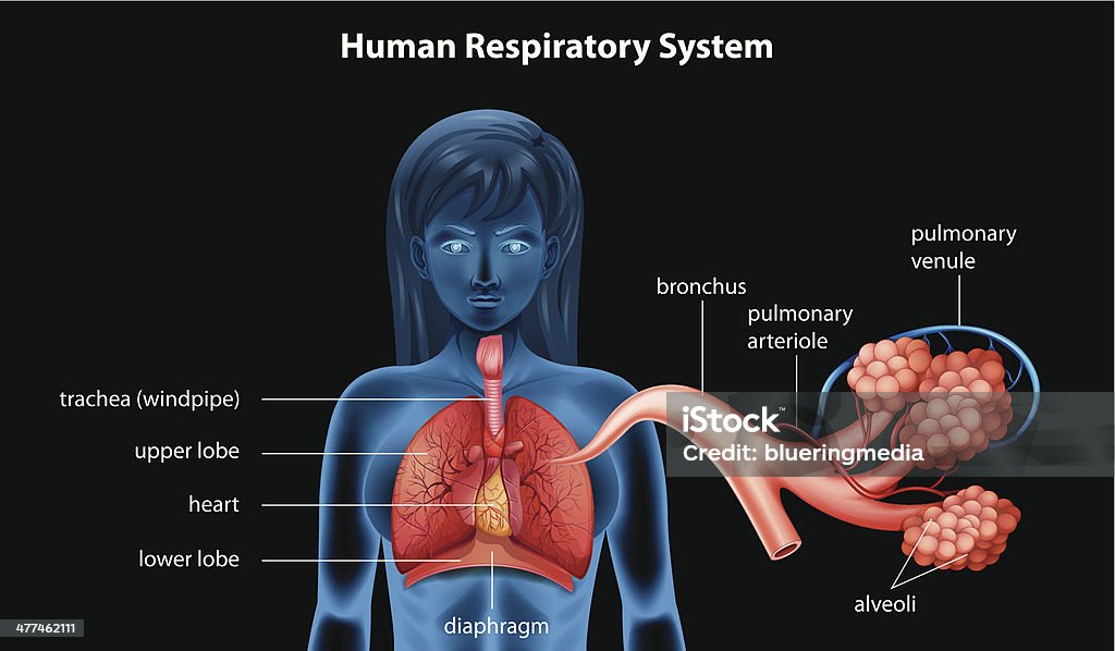 Menschliche Atmungsorgan - Lizenzfrei Lungenbläschen Vektorgrafik