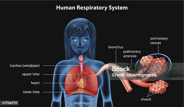 Menschliche Atmungsorgan Stock Vektor Art und mehr Bilder von Lungenbläschen - Lungenbläschen, Anatomie, Arteriole