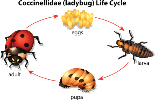 Illustration showing the life cycle of a Ladybug