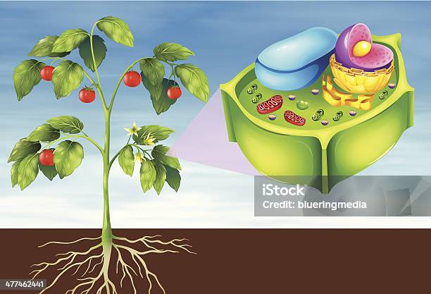 Célula Vegetal - Arte vetorial de stock e mais imagens de Anatomia - Anatomia, Ilustração, Mitocôndria