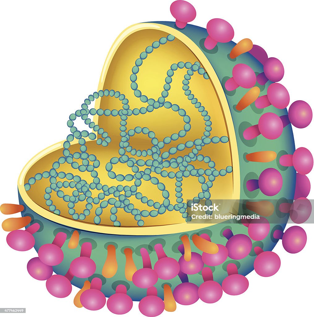 인플루엔자 바이러스 - 로열티 프리 RNA 벡터 아트