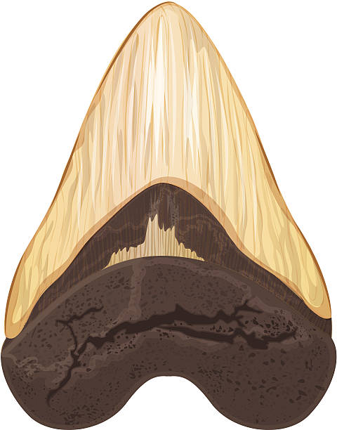 ภาพประกอบสต็อกที่เกี่ยวกับ “ฟันเมกาโลดอน - เม็กกาโลดอน”