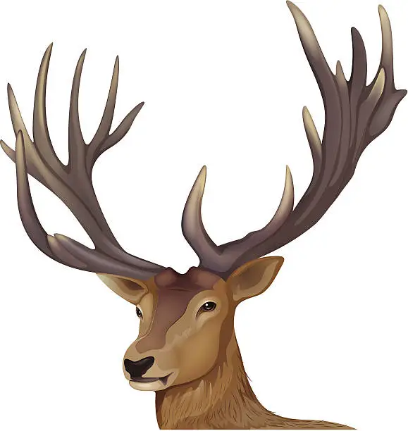 Vector illustration of Male deer