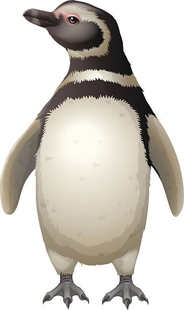 illustrazioni stock, clip art, cartoni animati e icone di tendenza di pinguino magellanic - sphenisciformes