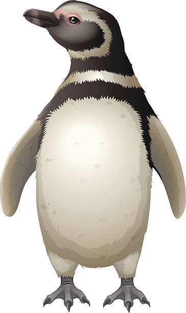 ilustrações, clipart, desenhos animados e ícones de pinguim-de-magalhães - sphenisciformes