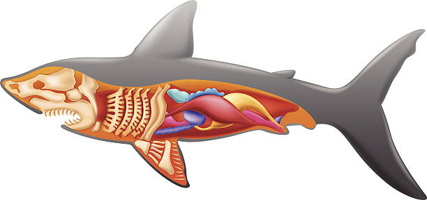 Anatomy of a shark Illustration showing the shark's anatomy midbrain illustrations stock illustrations