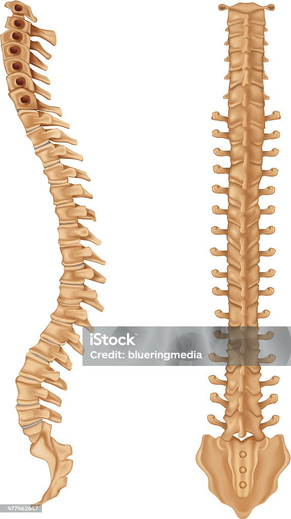 Wirbelsäule - Lizenzfrei Anatomie Vektorgrafik