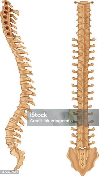 Wirbelsäule Stock Vektor Art und mehr Bilder von Anatomie - Anatomie, Biomedizinische Illustration, Computergrafiken