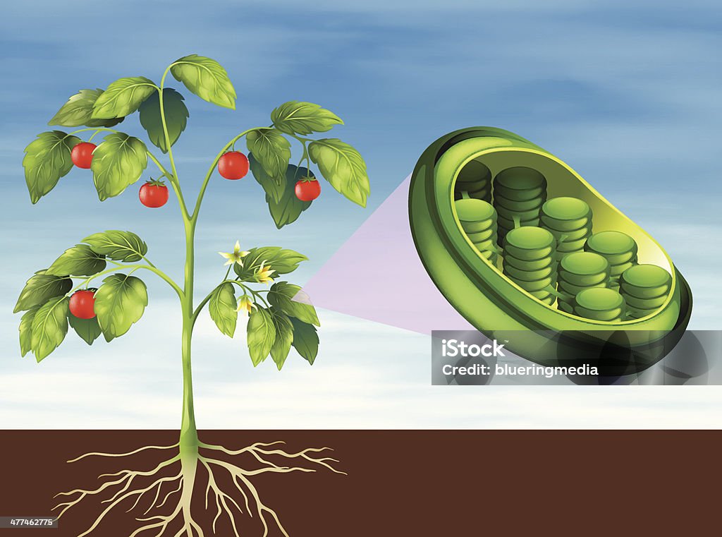 Chloroplasten in plant - Lizenzfrei Anatomie Vektorgrafik