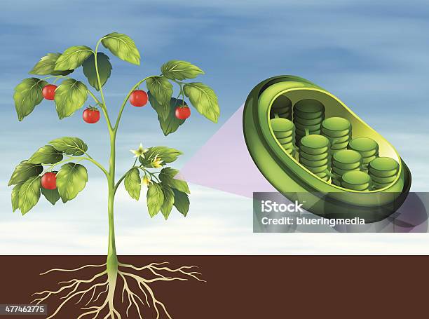 Chloroplasten In Plant Stock Vektor Art und mehr Bilder von Anatomie - Anatomie, Biologie, Biomedizinische Illustration