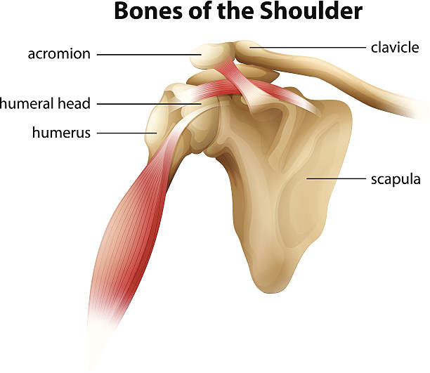 illustrazioni stock, clip art, cartoni animati e icone di tendenza di ossa della spalla - shoulder bone