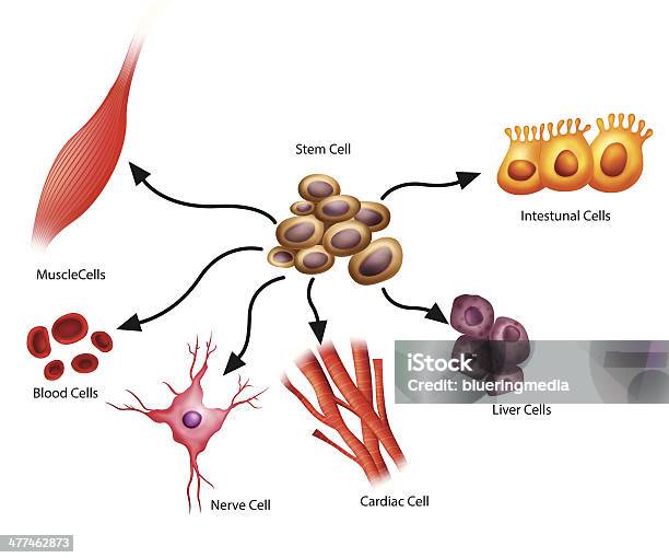 Stem Cells Stock Illustration - Download Image Now - Contrasts, Biological Cell, Stem Cell