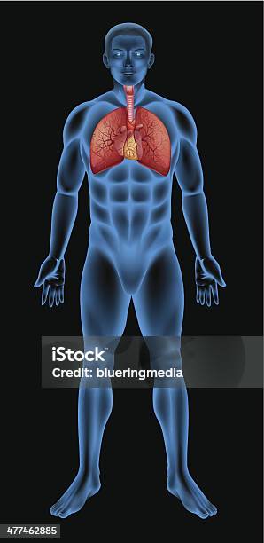 ヒト呼吸システム - イラストレーションのベクターアート素材や画像を多数ご用意 - イラストレーション, コンピュータグラフィックス, ヒトの内臓