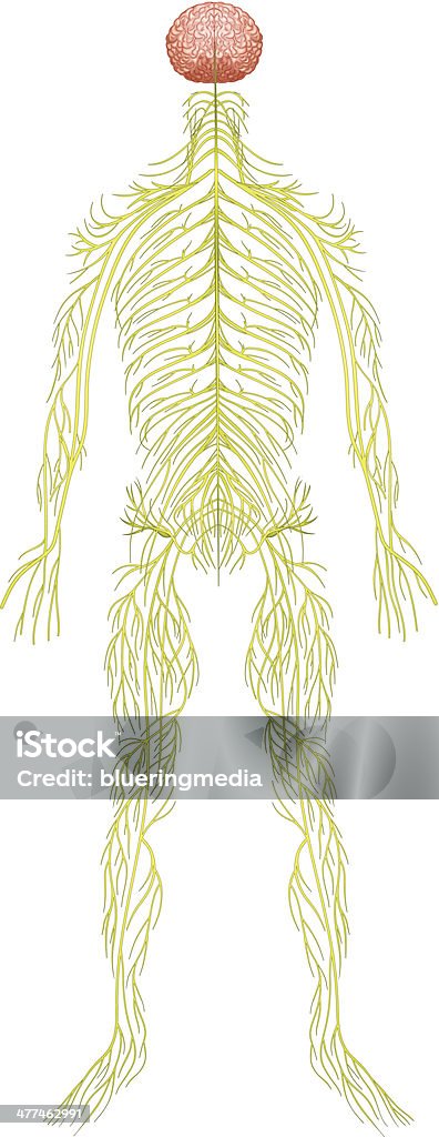 Système nerveux humain - clipart vectoriel de Anatomie libre de droits
