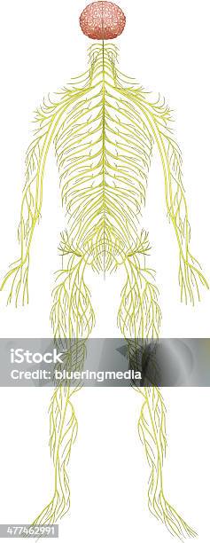 Нервная Система Человека — стоковая векторная графика и другие изображения на тему Аксон - Аксон, Анатомия, Без людей