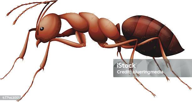 Die Ant Stock Vektor Art und mehr Bilder von Blattschneiderameise - Blattschneiderameise, Ameise, Biologie
